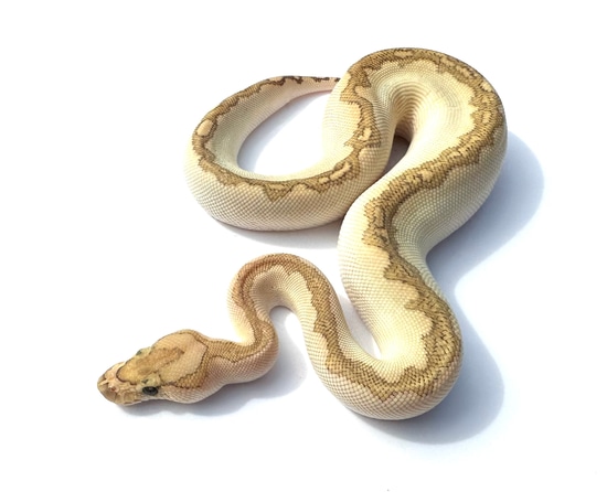 Beautiful Bamboo Blade Clown Ball Python by Wild West Pythons