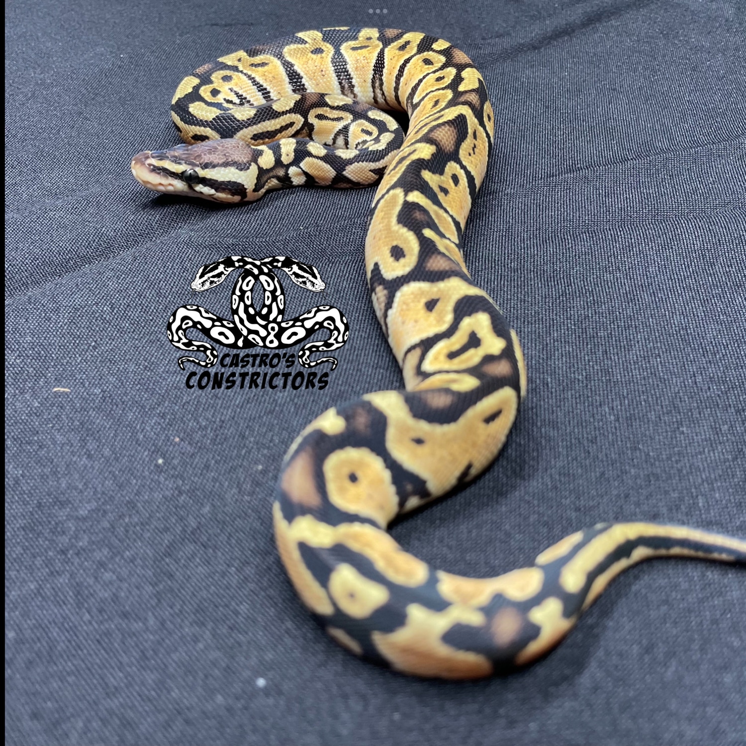 Pastel Cinnamon Russo Ball Python by Castro's Constrictors - MorphMarket