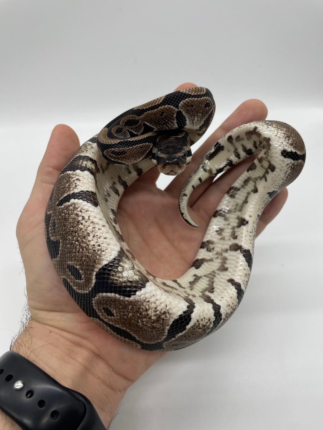 Axanthic TSK Ball Python by Castro's Constrictors - MorphMarket