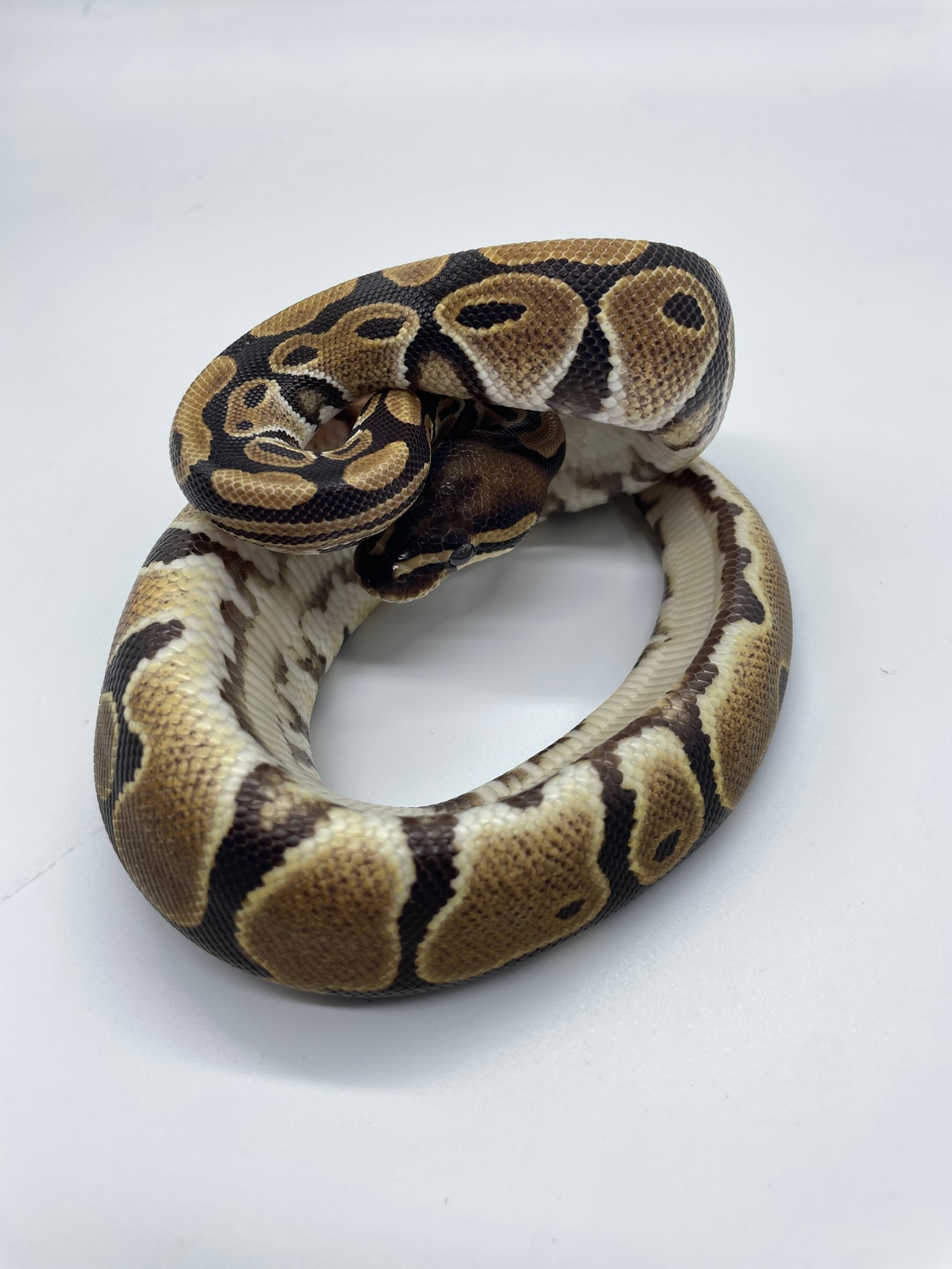 DH Orange Ghost & Piebald Ball Python by Castro's Constrictors ...