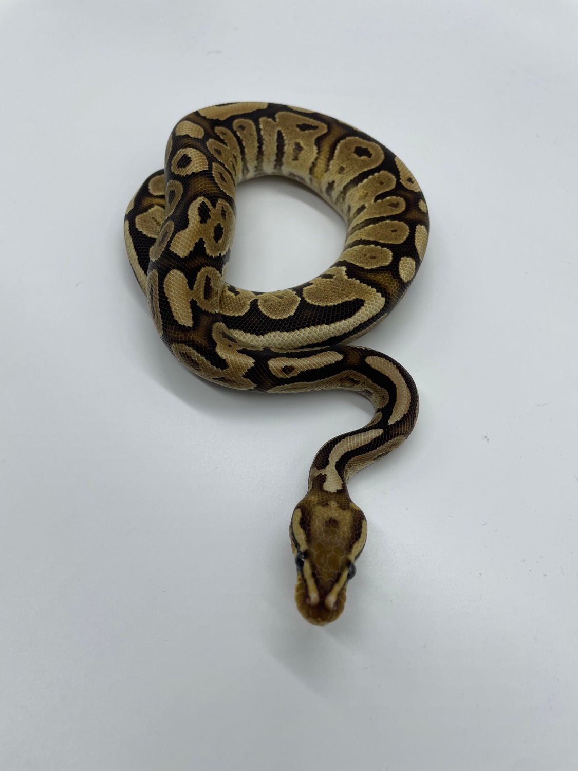 Fire Lesser Ball Python by Castro's Constrictors - MorphMarket