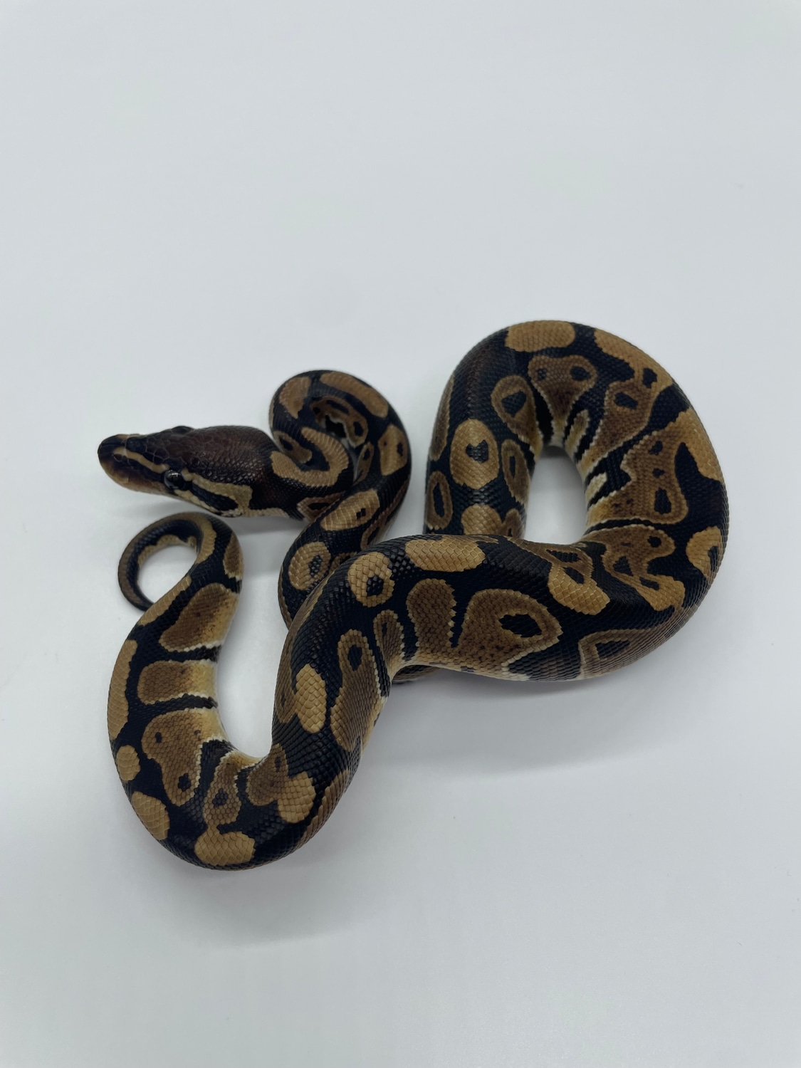 Normal Ball Python by Castro's Constrictors - MorphMarket