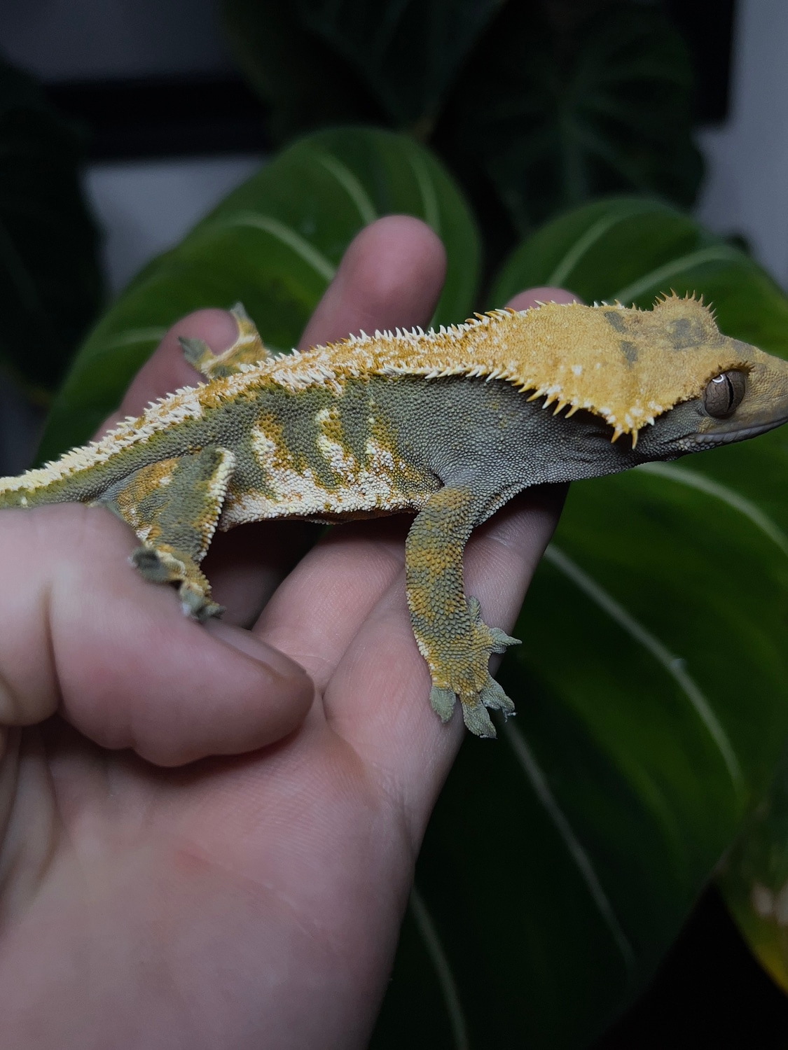 Harlequin Tricolor Crested Gecko by CastysCresties - MorphMarket