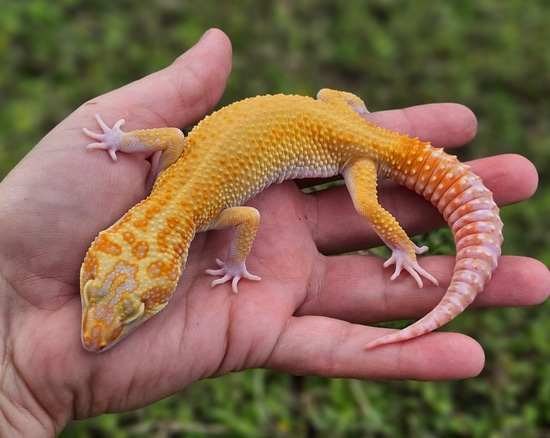 Pied RAPTOR (Blood X Red Stripe) Leopard Gecko by GwenGecko