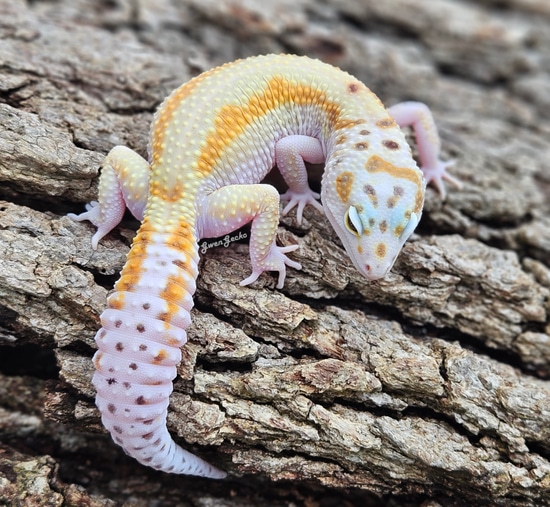 Holdback Release! Beautiful White And Yellow Red Stripe Het Tremper 66