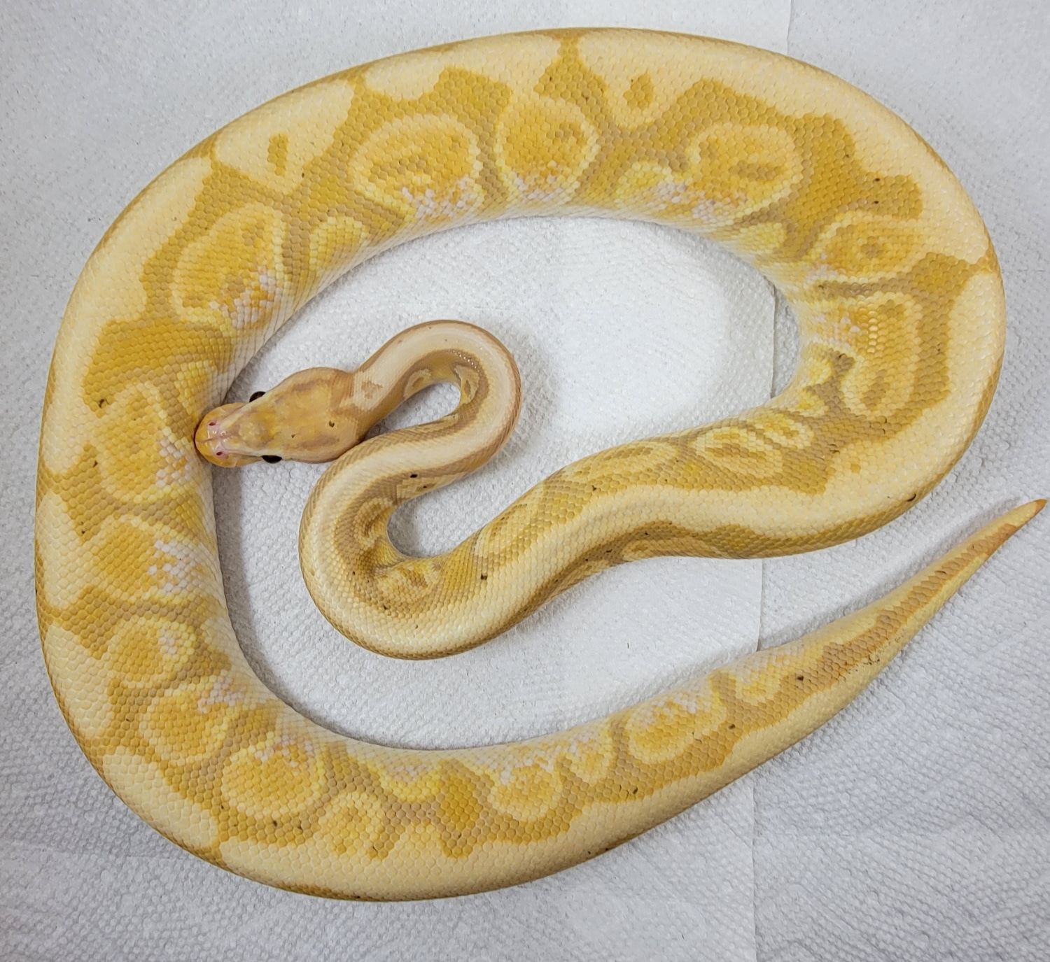 Coral Glow Yellow Belly Ball Python by Cathy's Painted Pythons