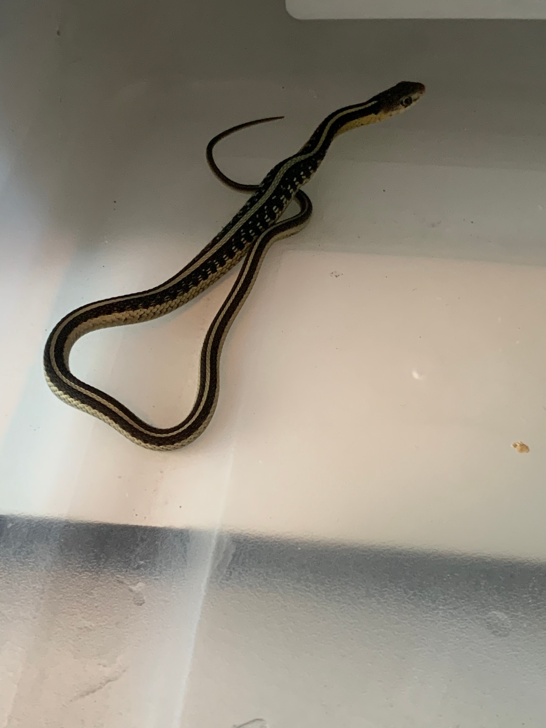 RedSided Garter Snake by Cat