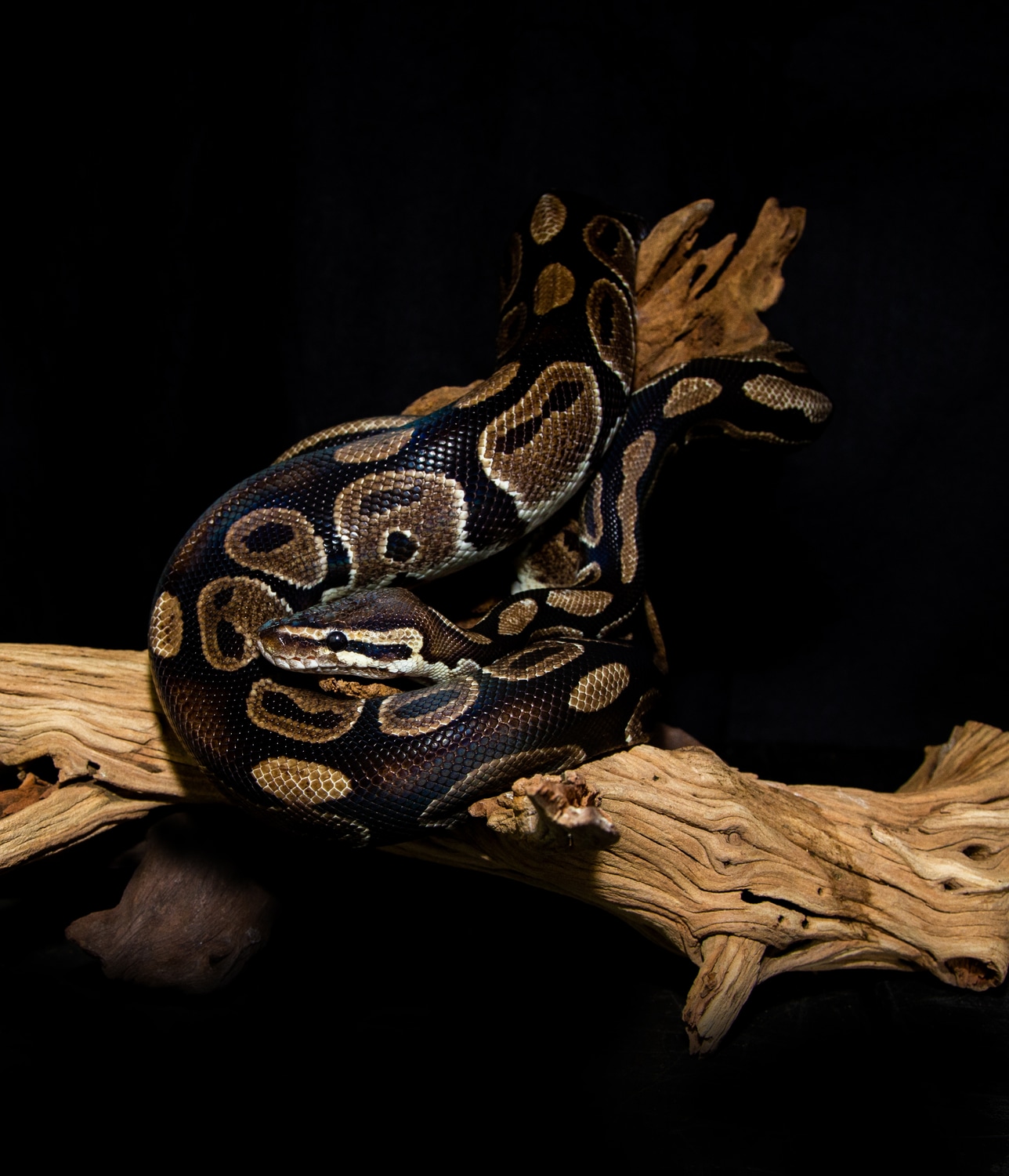 Very Tame Ball Python by Cat's Critters Exotic Pets MorphMarket