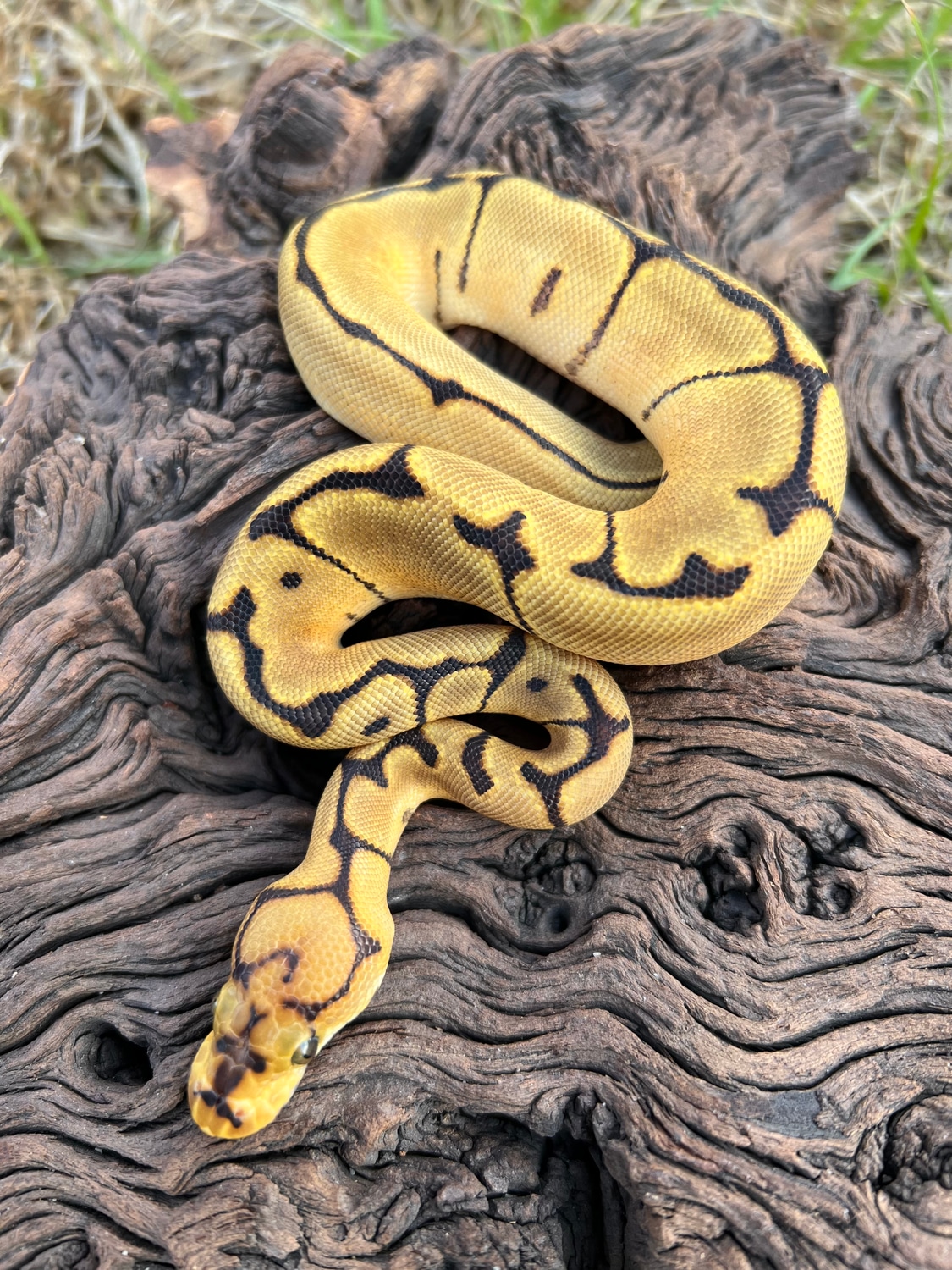 Spider Clown *Free Shipping * Ball Python by Cypress Grove Reptiles ...