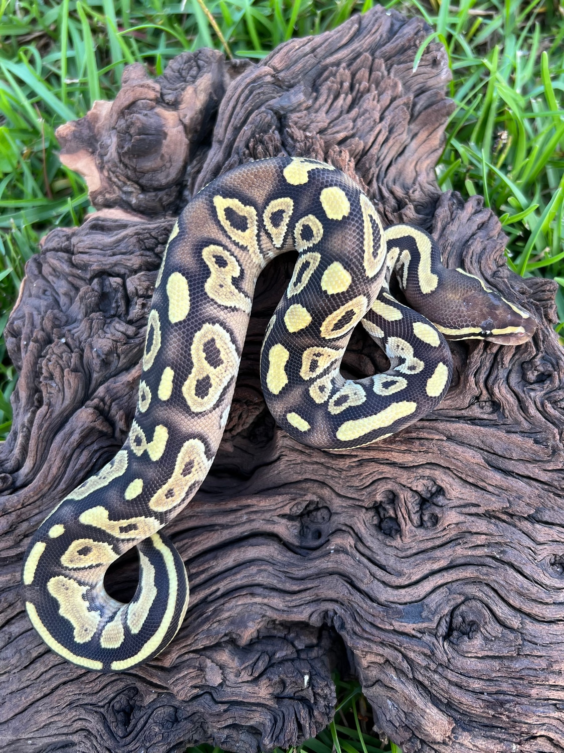 Mojave Fire Ball Python by Cypress Grove Reptiles - MorphMarket