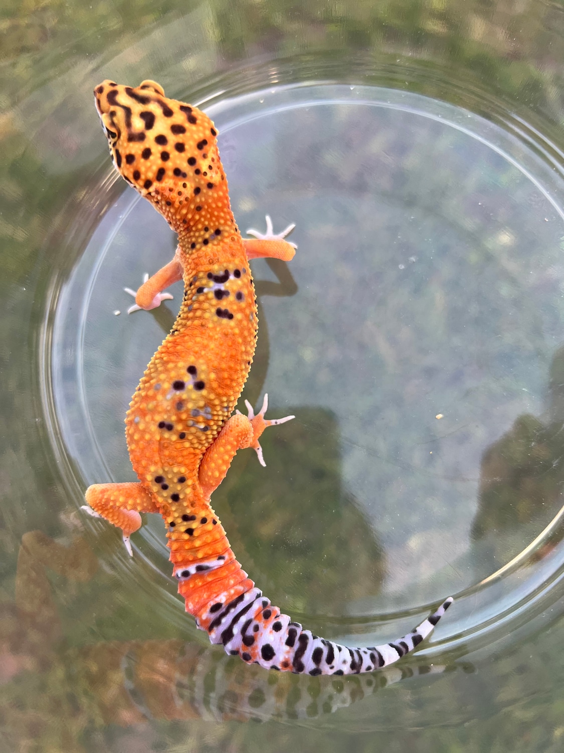 Blood Tangerine Ph Tremper Leopard Gecko by Cypress Grove Reptiles