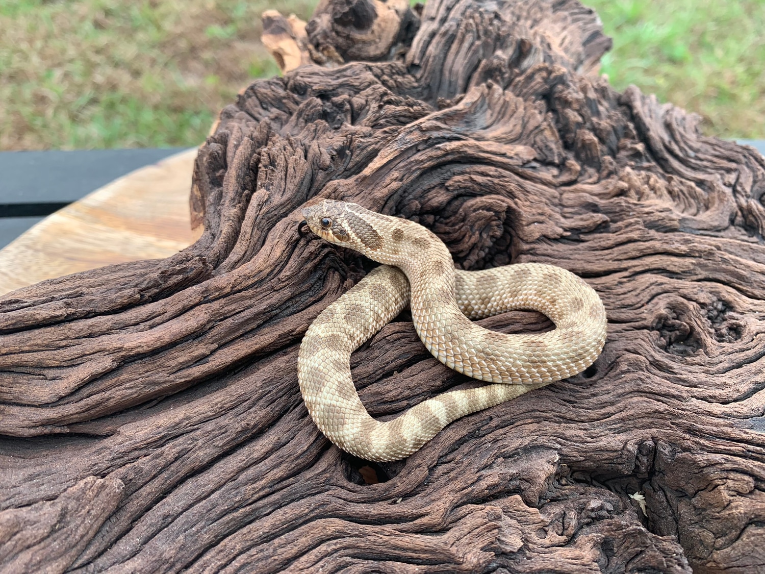 Lemon Ghost Conda Western Hognose by Cypress Grove Reptiles MorphMarket