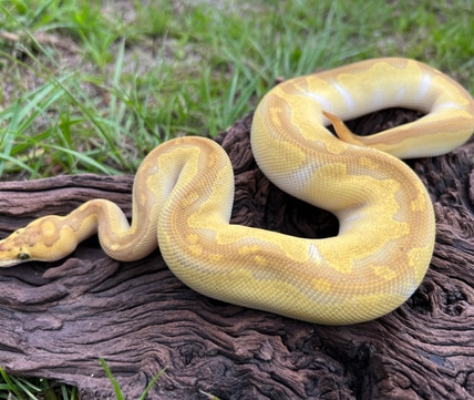 Pastel Butter Enchi Clown Ball Python by Cypress Grove Reptiles ...