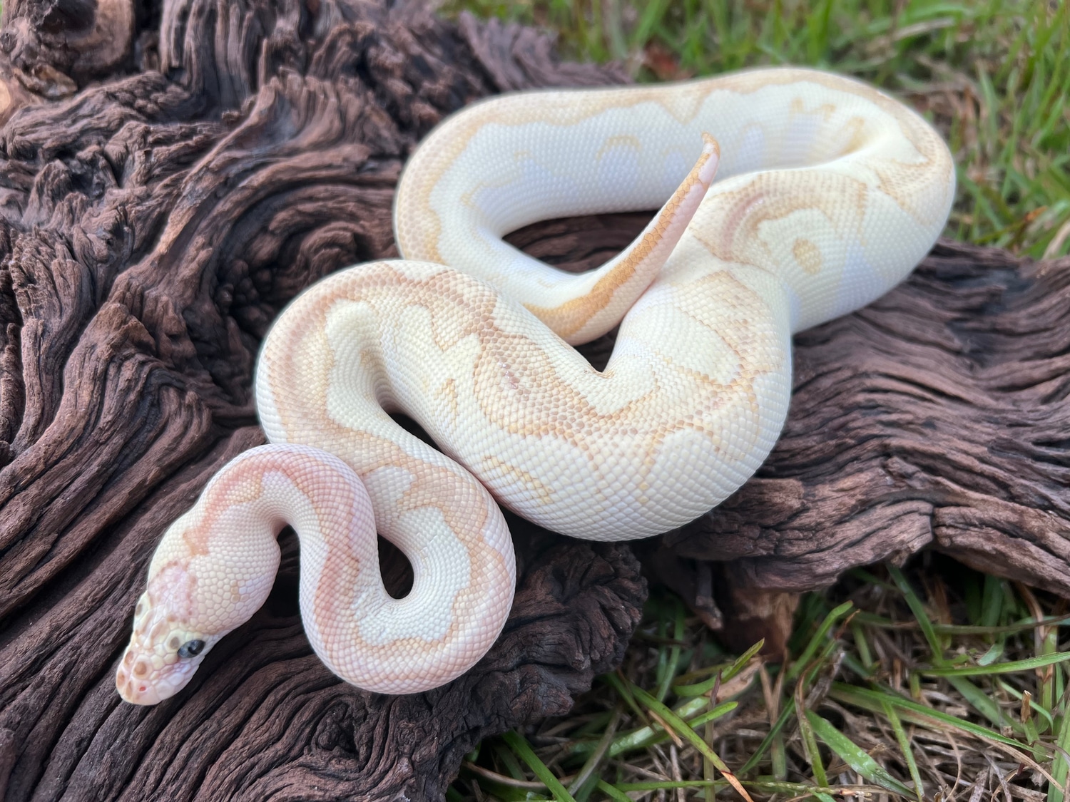 Pastel Butter Enchi Clown Ball Python by Cypress Grove Reptiles ...