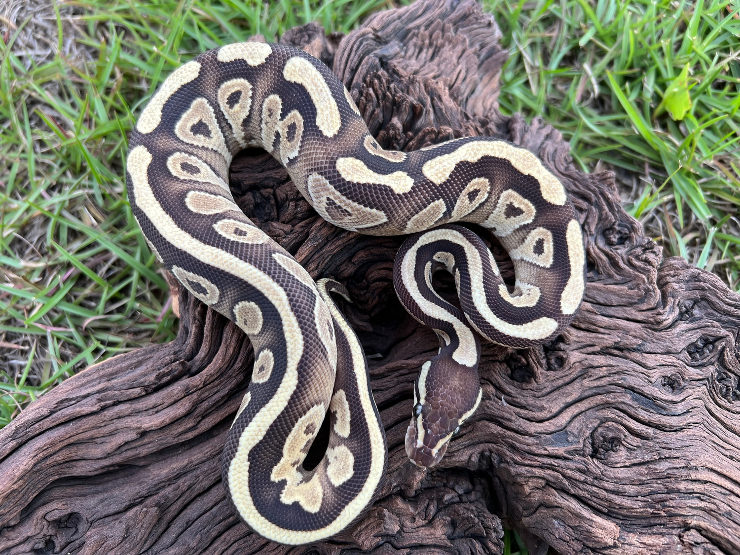 Mojave Red Stripe Ball Python by Cypress Grove Reptiles - MorphMarket