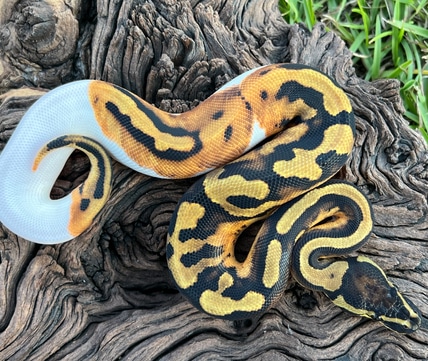 Pastel Butter Enchi Clown Ball Python by Cypress Grove Reptiles ...