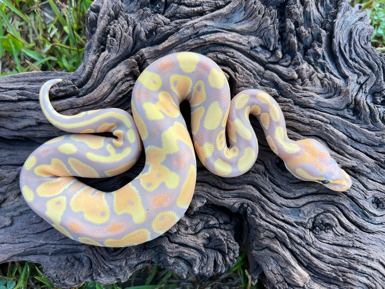 Banana 100 Het Albino Ball Python by Cypress Grove Reptiles MorphMarket