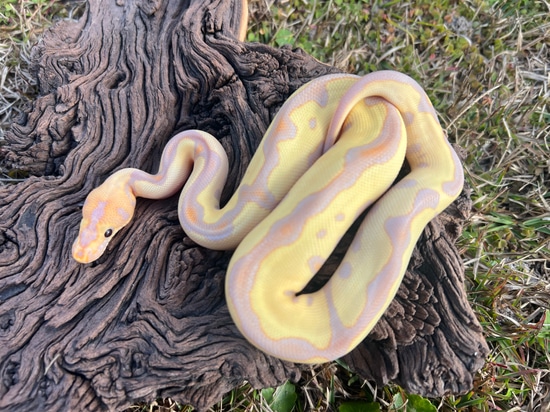 Banana Leopard Fire Python Fire Banana Leopard Clown Ball Python by Cypress Grove Reptiles