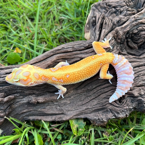 W&Y Tang Tremper Pet Only Leopard Gecko by Cypress Grove Reptiles