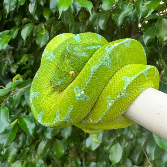 Green Tree Python (Manokwari) by CAW Exotics
