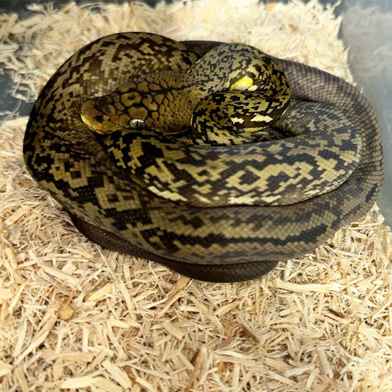 Timor Python by CAW Exotics