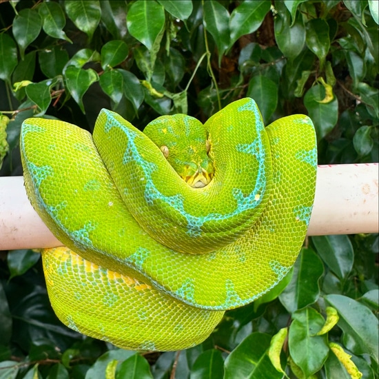 Jayapura Green Tree Python by CAW Exotics