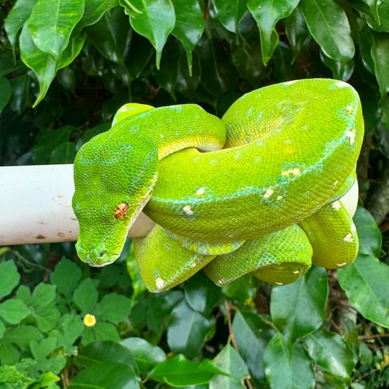 Cyclops Mountain Green Tree Pythons by CAW Exotics
