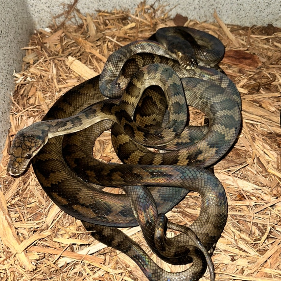 Halmahera Pythons More Python by CAW Exotics