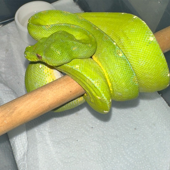 Cyclops Mountain Green Tree Python by CAW Exotics