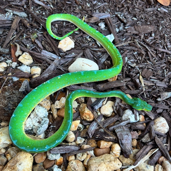 Cyclops Mountain Green Tree Pythons by CAW Exotics