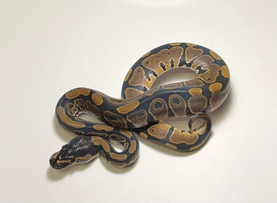 Normal Ball Python by Barton Exotics