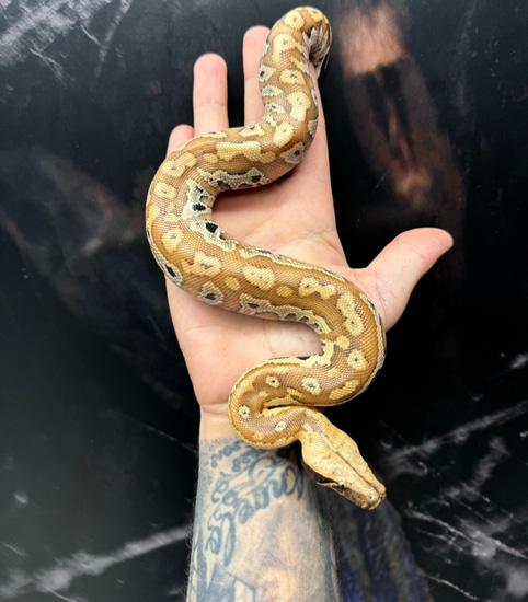 Red Blood Python (P. Brongersmai) Ball Python by Cold Blooded Kingdom