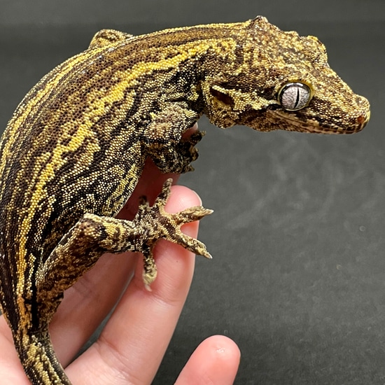 Proven Yellow Stripe Female Gargoyle Gecko by Wildwood Geckos