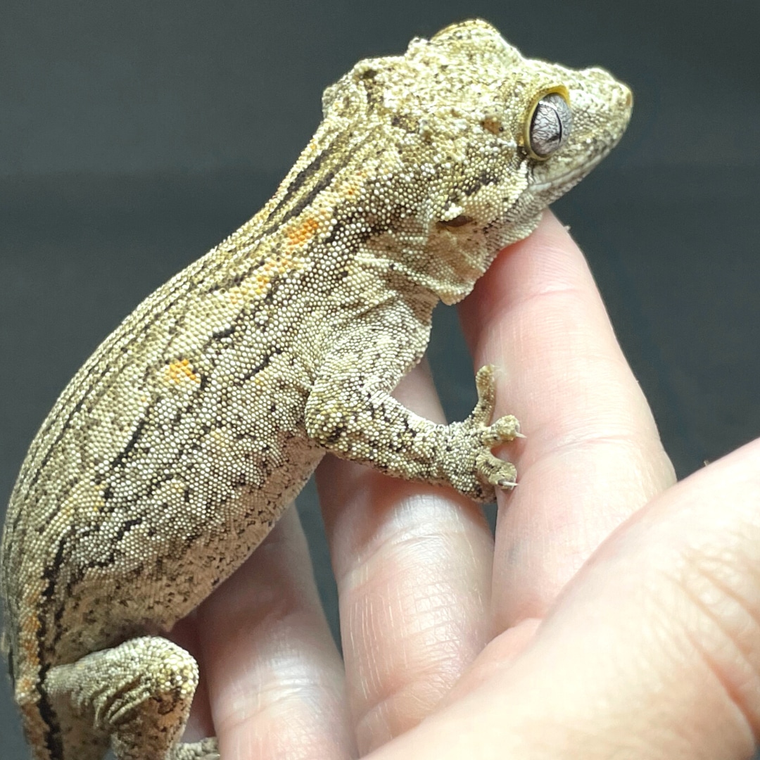 RTB Adult Striped Female Gargoyle Gecko by Wildwood Geckos MorphMarket