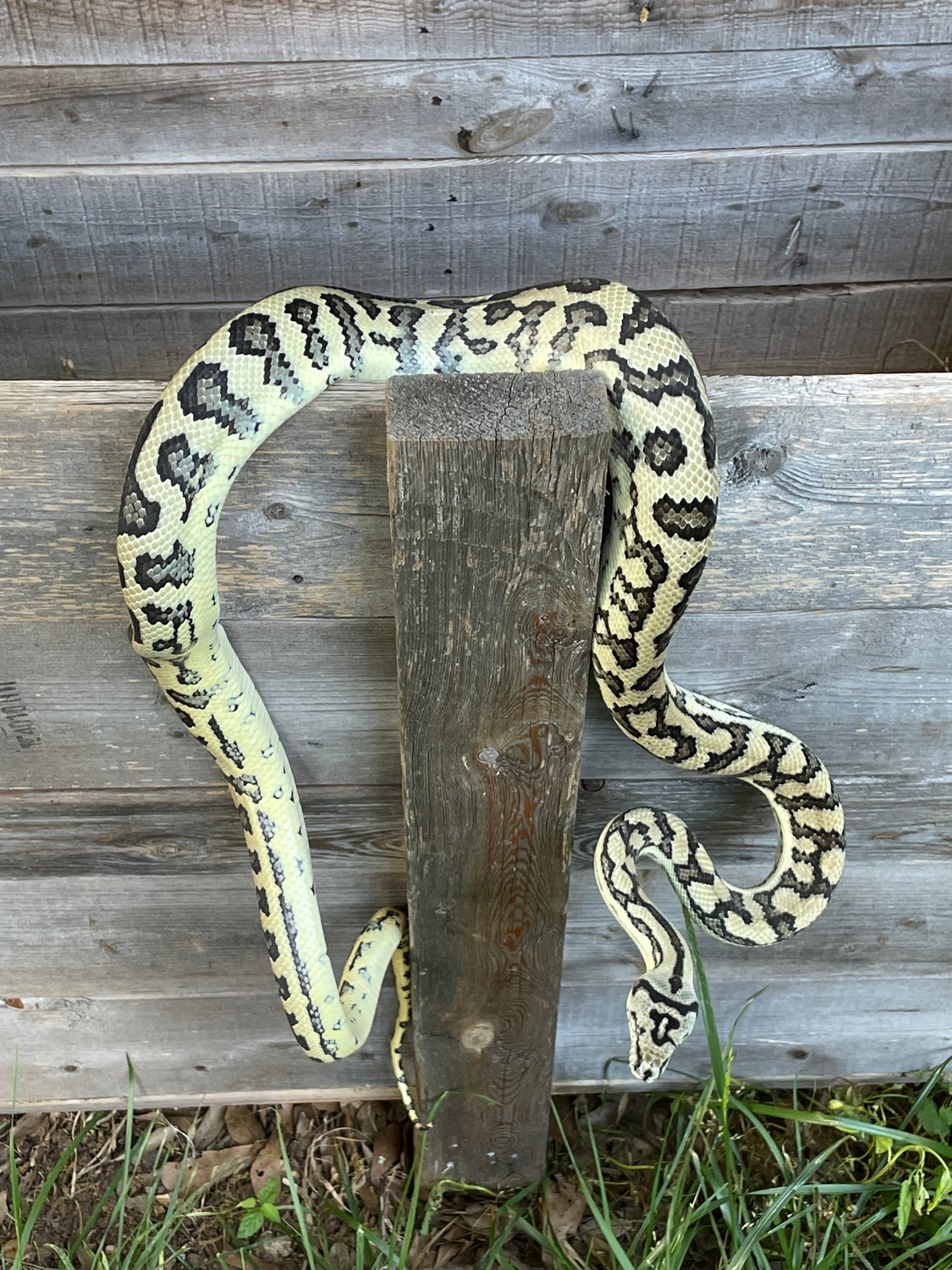 Proven Pure Axanthic Jaguar Male Coastal Carpet Python by McCollum ...