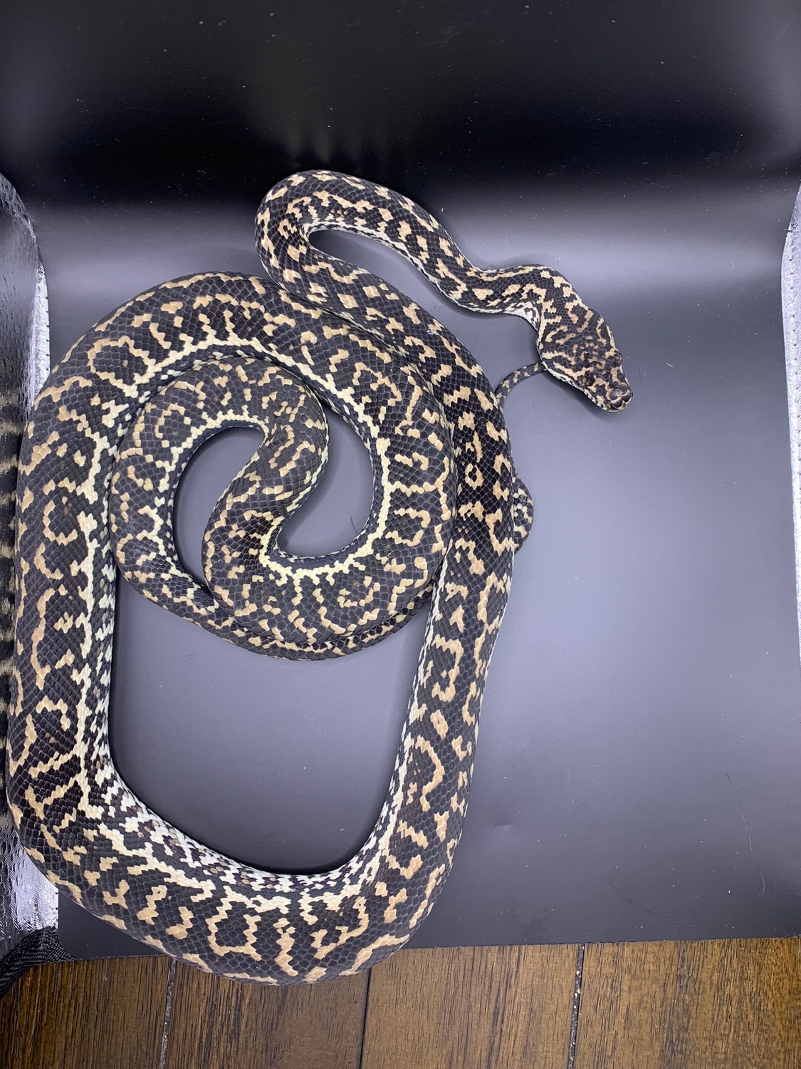 Axanthic Zebra Carpet Python Other Carpet Python by McCollum Morelia