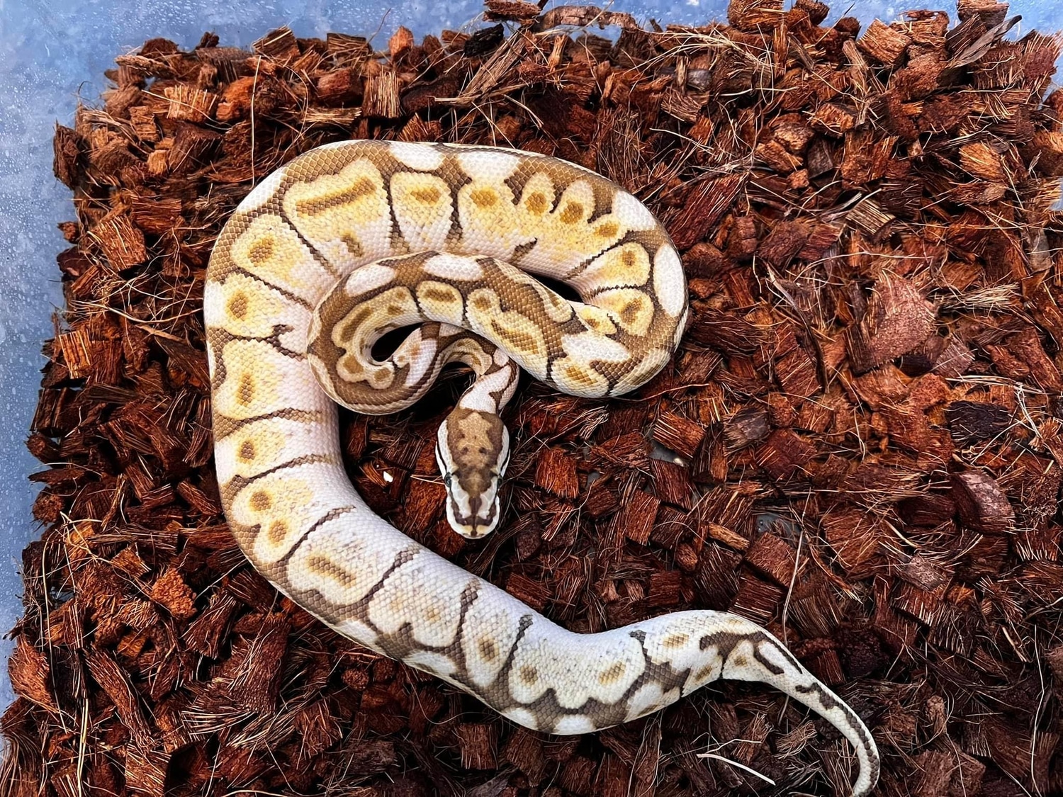 Queen Bee Ball Python by Irie Reptiles - MorphMarket