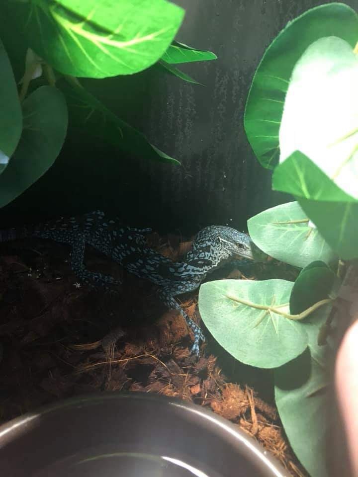 Blue Tree Monitor by Ohio Reptile & Rodent Company MorphMarket