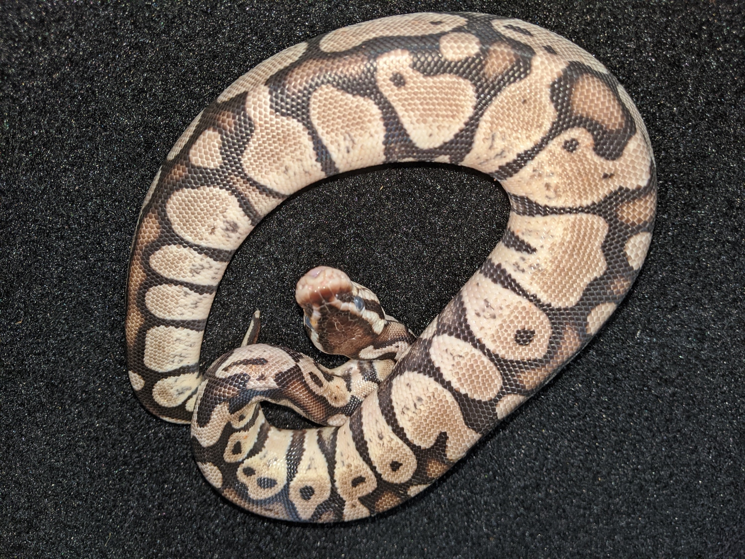 SK Axanthic Super Pastel Ball Python by Ohio Reptile Company - MorphMarket