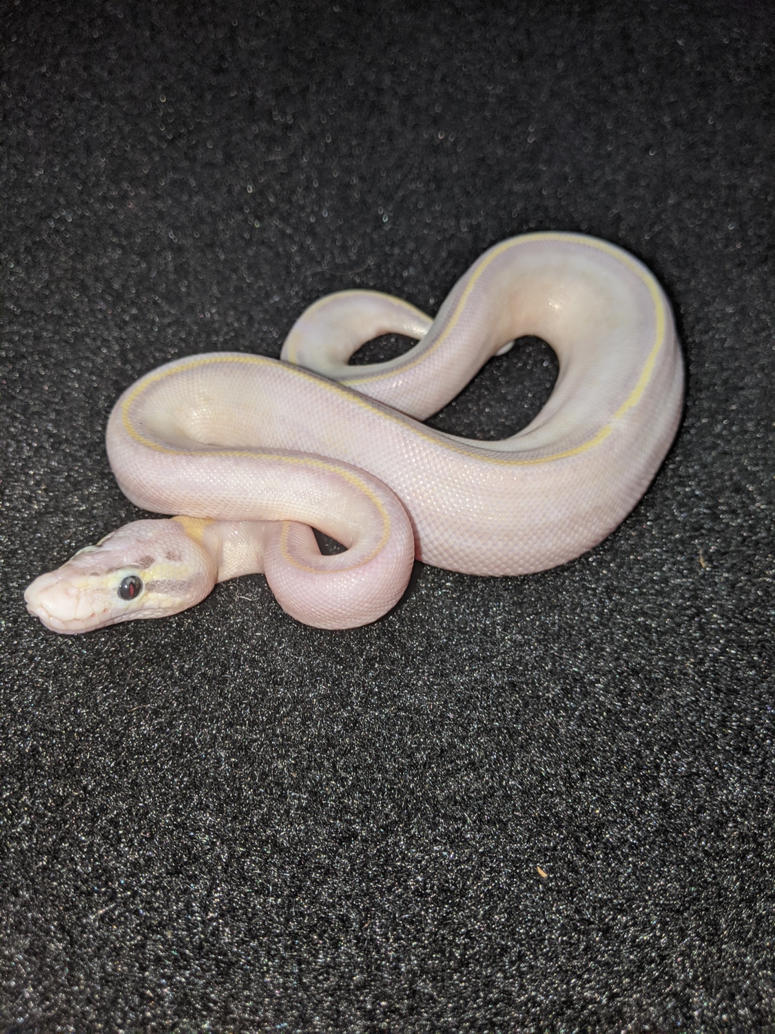 Pastel Ivory Het Pied Ball Python by Ohio Reptile & Rodent Company