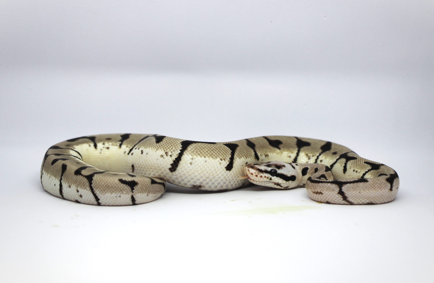 TSK Axanthic Killer Bee Fire Ball Python by Ohio Reptile Company ...