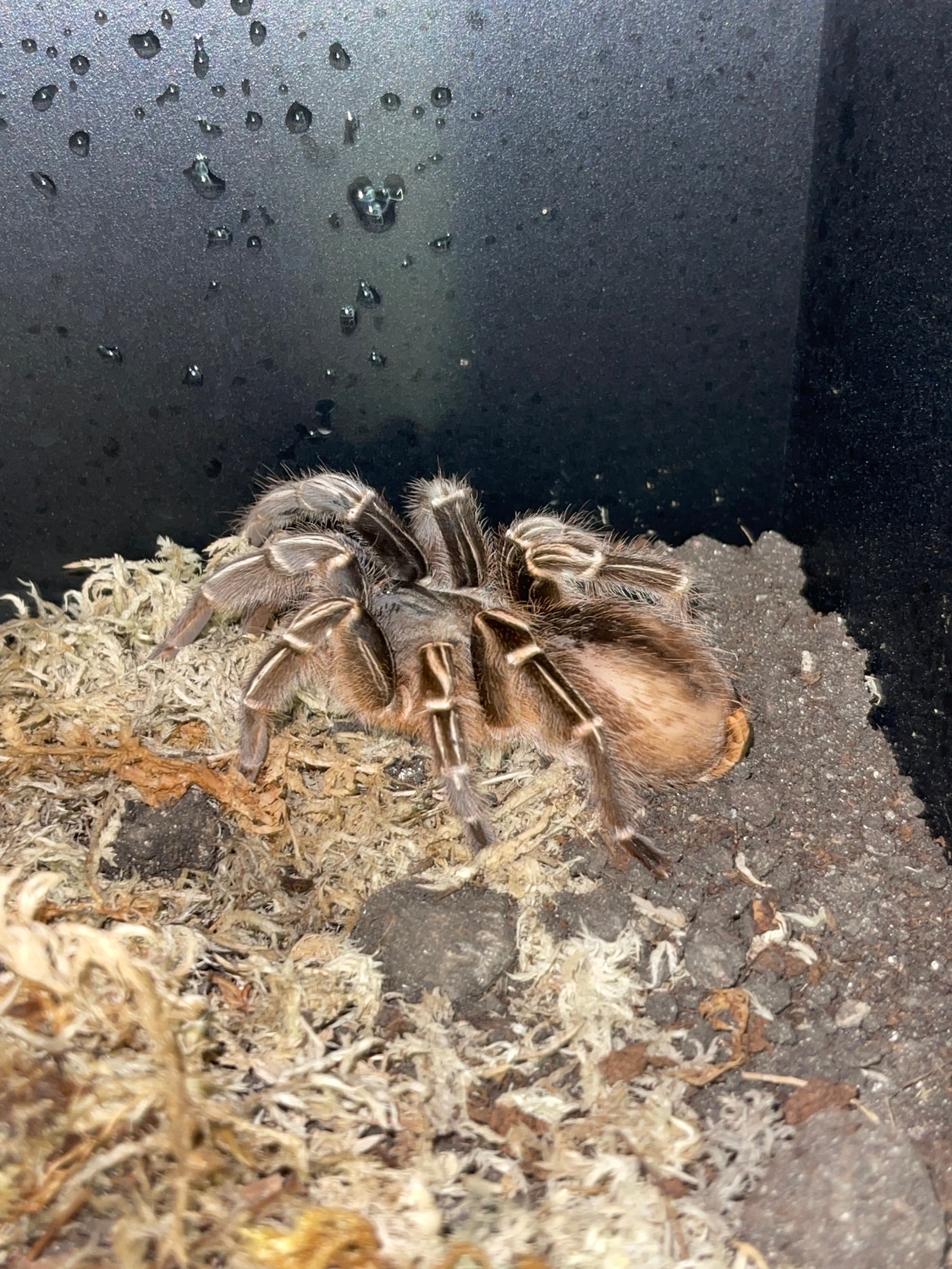 Stripe Knee Tarantula by Ohio Reptile & Rodent Company MorphMarket