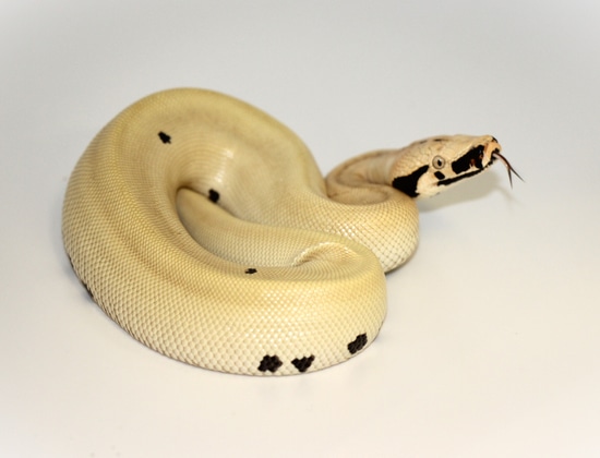 Magpie Blood Python by Ohio Reptile Company