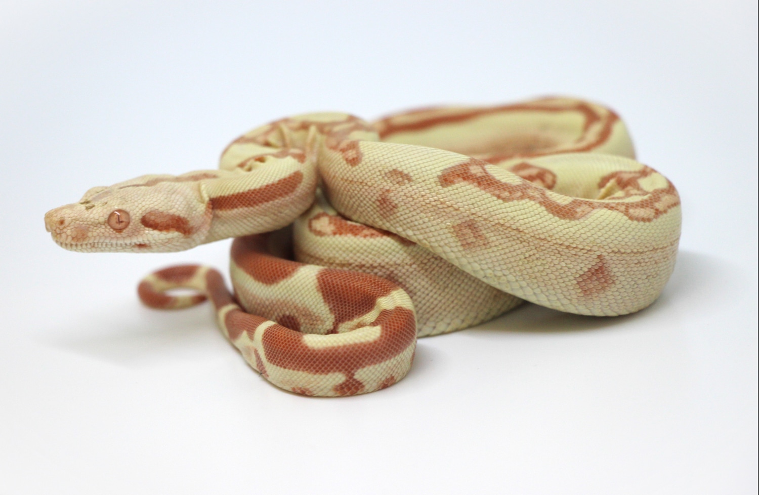 Sunglow Jungle Boa Constrictor by Ohio Reptile Company MorphMarket