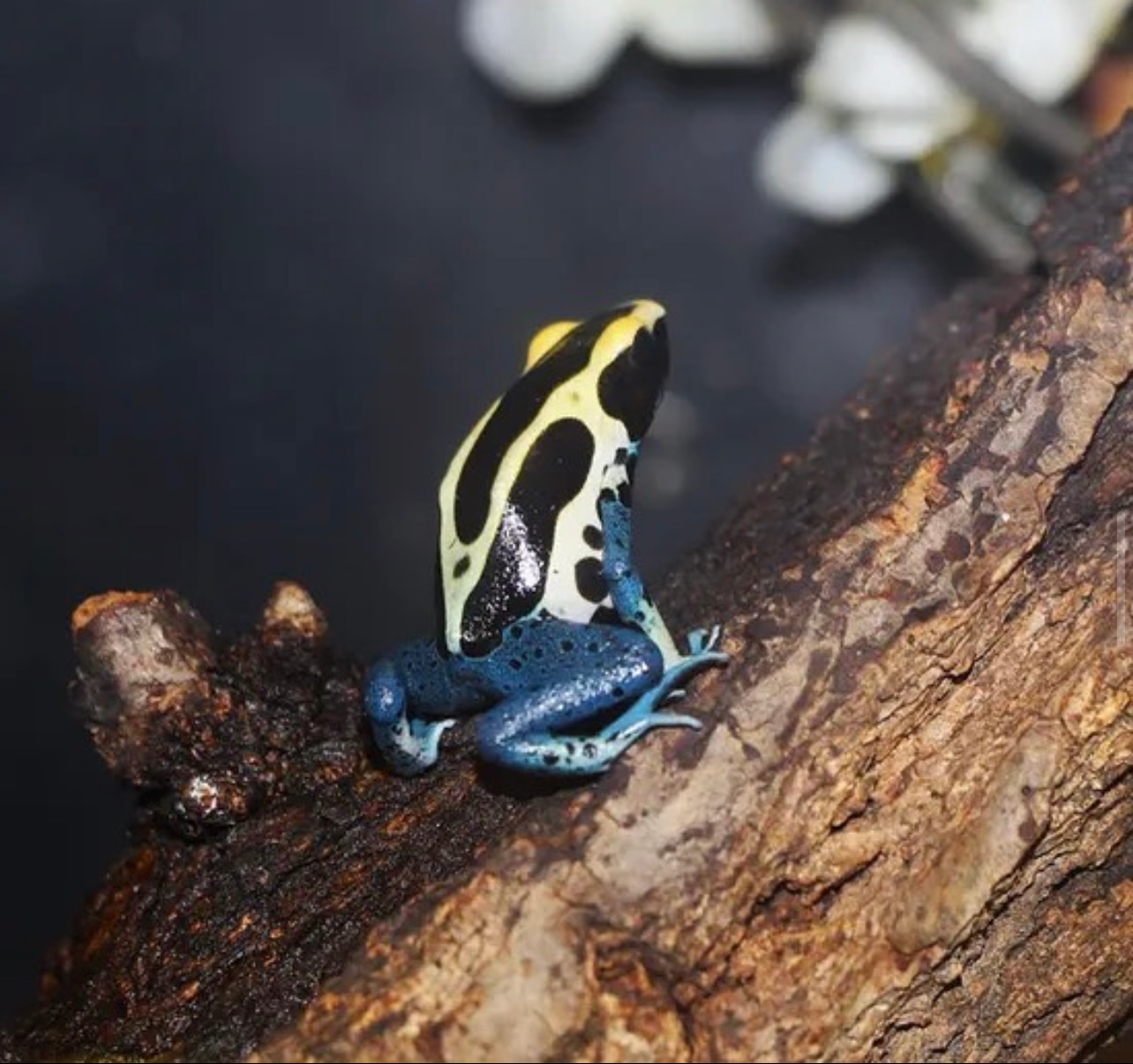 Patricia Dart Frog Dyeing Dart Frog by Ohio Reptile Company MorphMarket