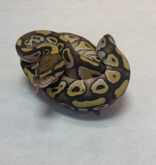 Mojave Orange Dream Ball Python by Ohio Reptile Company