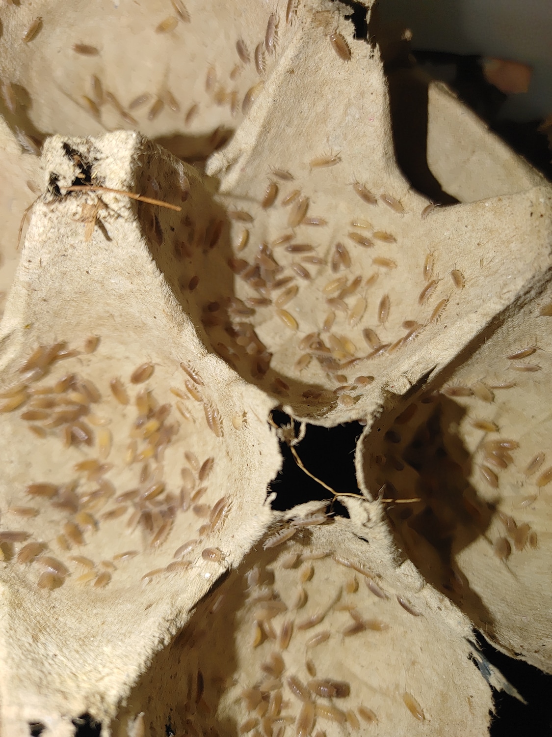 Nambia Capensis(Party Mix) 25 Isopod by Ohio Reptile Company MorphMarket