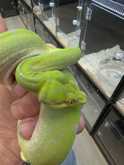 Sorong X Aru Green Tree Python by Ohio Reptile Company