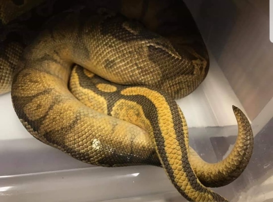 100% Double Het Sunset Ghost Ball Python by Captive Bred Specialties