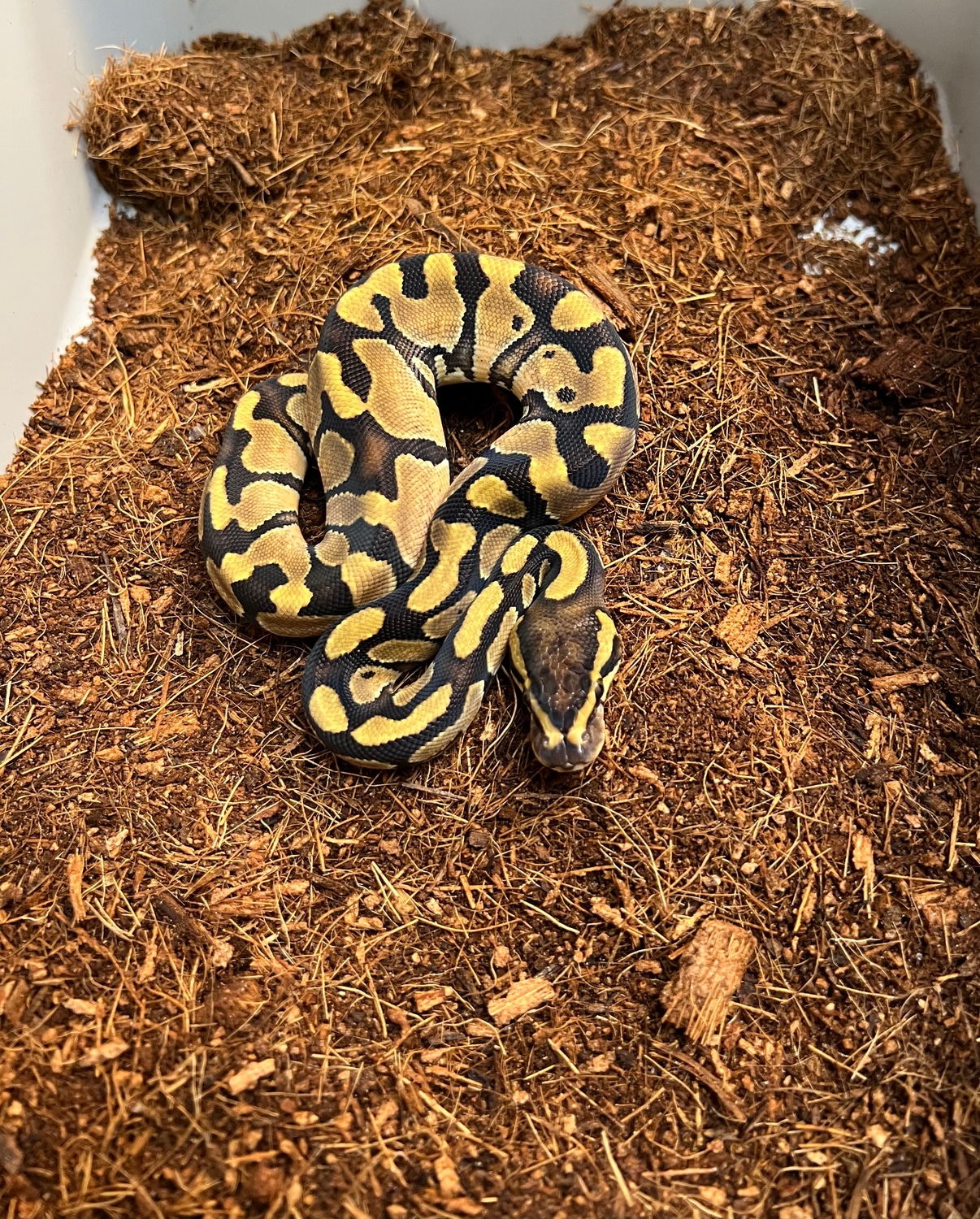 Enchi 100% Het Sunset Ball Python by Captive Bred Specialties - MorphMarket